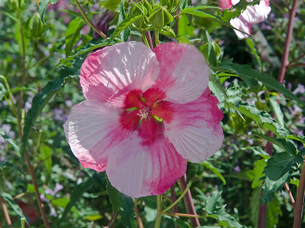 Turn of the Century Hardy Hibiscus (Hibiscus x moscheutos)